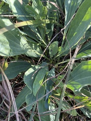 Arnoglossum plantagineum
