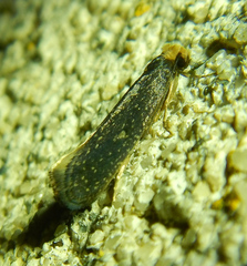 Tineinae