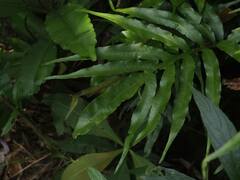 Leptochilus ellipticus