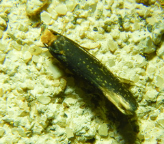 Tineinae