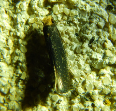 Tineinae