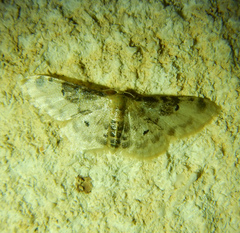 Idaea filicata