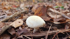 Amanita lavendula