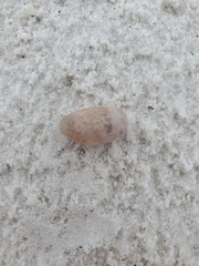 Bulla occidentalis