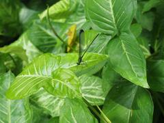 Psolodesmus mandarinus dorothea