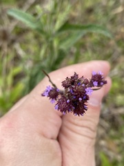 Verbena
