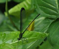 Psolodesmus mandarinus dorothea