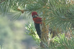 Sphyrapicus ruber × nuchalis