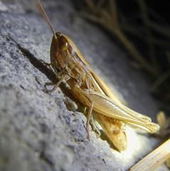Euchorthippus