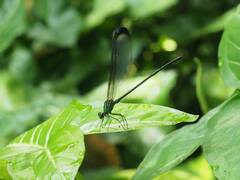 Psolodesmus mandarinus dorothea