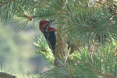 Sphyrapicus ruber × nuchalis