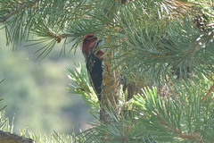 Sphyrapicus ruber × nuchalis