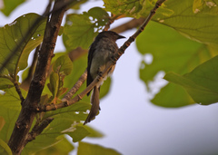 Dicrurus caerulescens
