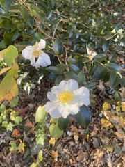 Camellia sasanqua