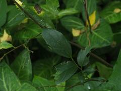 Celtis tetrandra