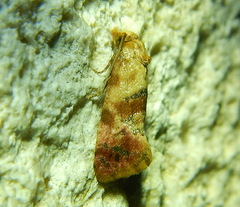 Cochylina