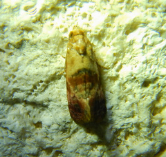 Cochylina