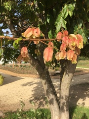 Koelreuteria bipinnata