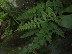 Davallia formosana
