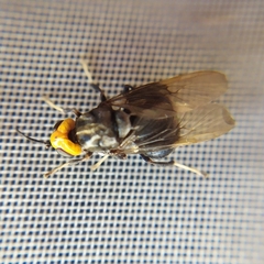 Cyphomyia