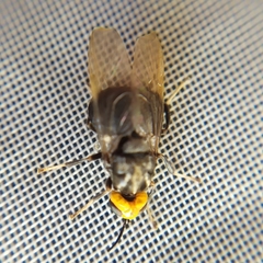 Cyphomyia