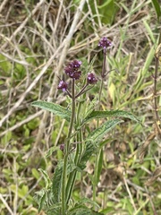 Verbena