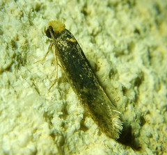 Tineinae