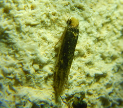 Tineinae