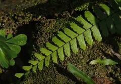 Adiantum caudatum