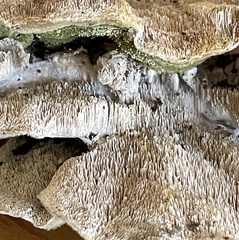 Cerrena unicolor
