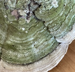 Cerrena unicolor