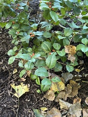 Ilex