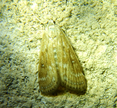 Parapoynx stratiotata