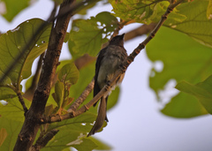 Dicrurus caerulescens