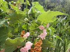 Dombeya rotundifolia