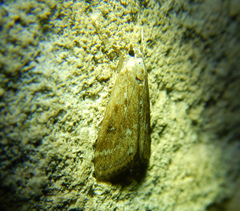 Parapoynx stratiotata