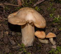 Cuphophyllus pratensis