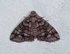 Dysbatus stenodesma