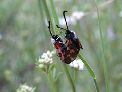 Zygaena rhadamanthus