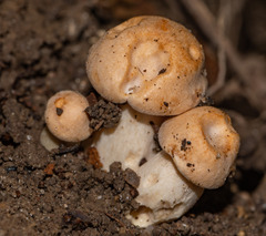 Cuphophyllus pratensis