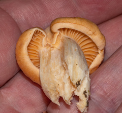 Cuphophyllus pratensis