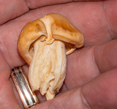 Cuphophyllus pratensis