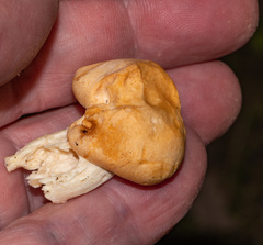 Cuphophyllus pratensis