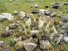 Austrocylindropuntia floccosa