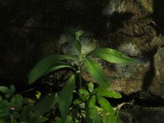 Erigeron sumatrensis
