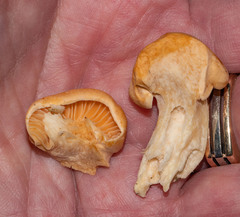 Cuphophyllus pratensis