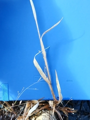 Panicum philadelphicum