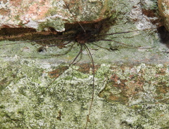 Opiliones