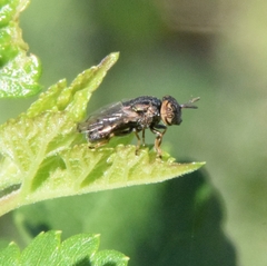 Orthonevra nitida
