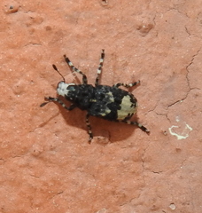 Tropideres albirostris